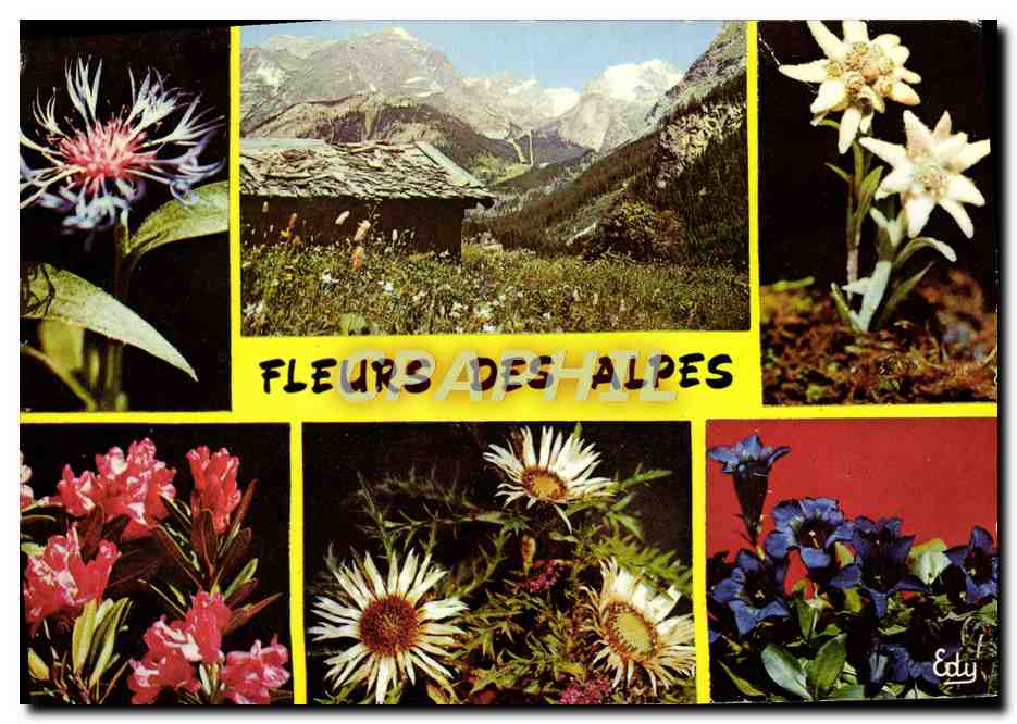 CPM Fantaisie Fleurs la centauree Edelweiss Chardon Blanc Gentiane
