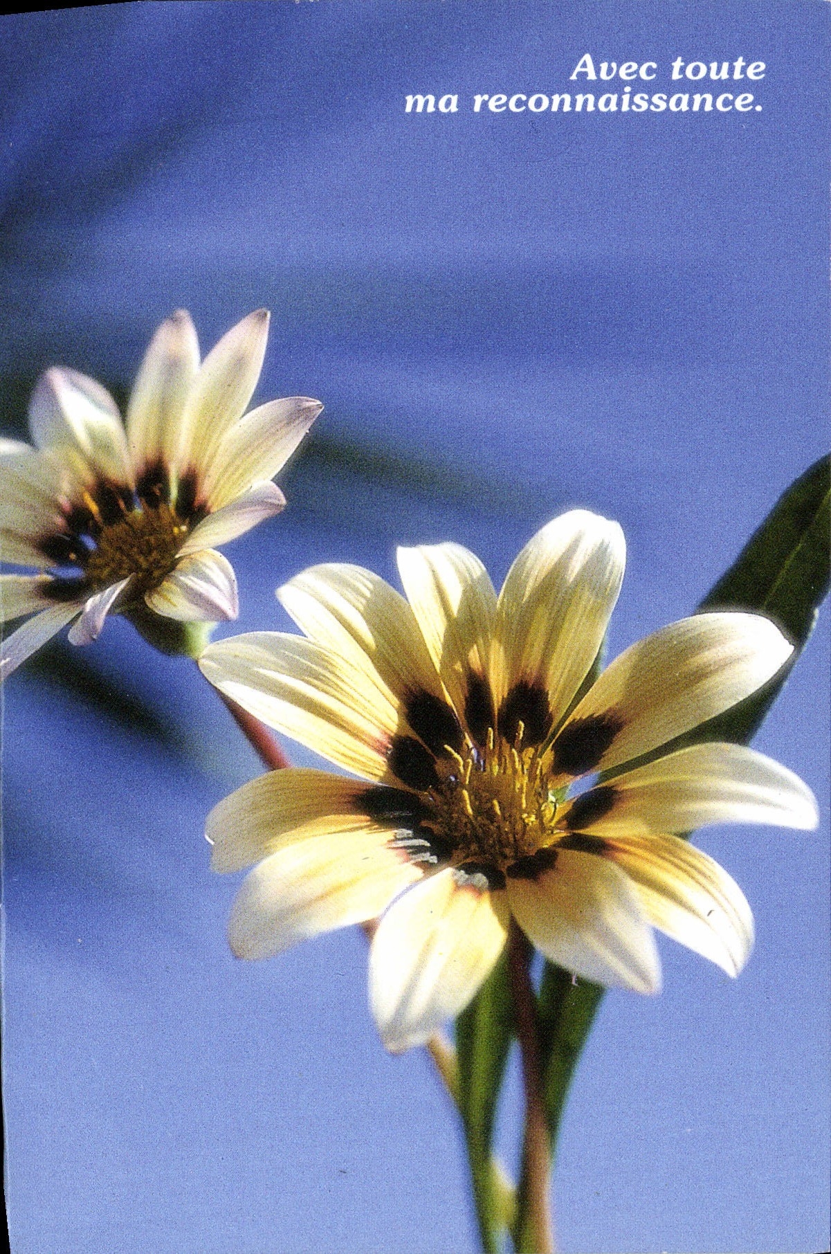 CPM Fantaisie Fleurs 