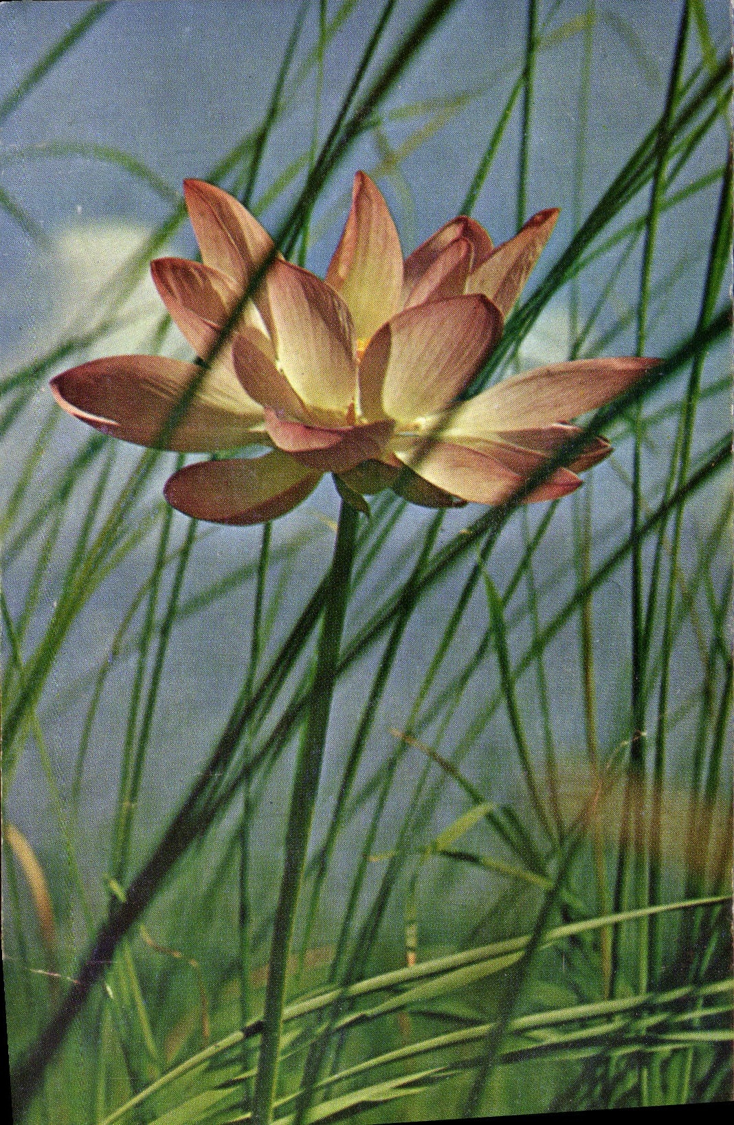 CPM Fantaisie Fleurs Plante aquatique Lotus 