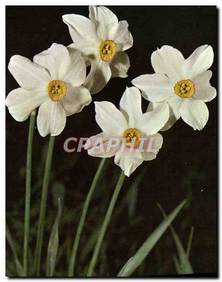 CPM Fantaisie Fleurs Narcisse