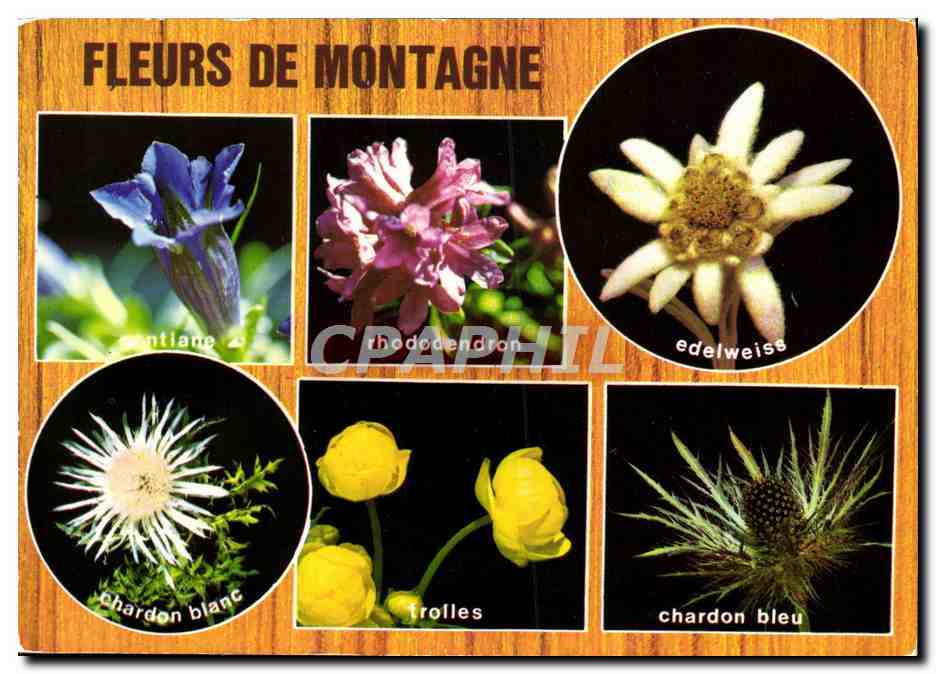CPM Fantaisie Fleurs de montagne Chardon blanc Rhodendron Edelweiss Gentiane