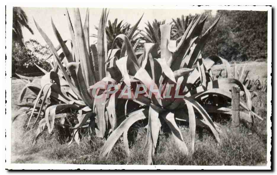 CPA Fantaisie Fleurs Agaves Belvedere 1933