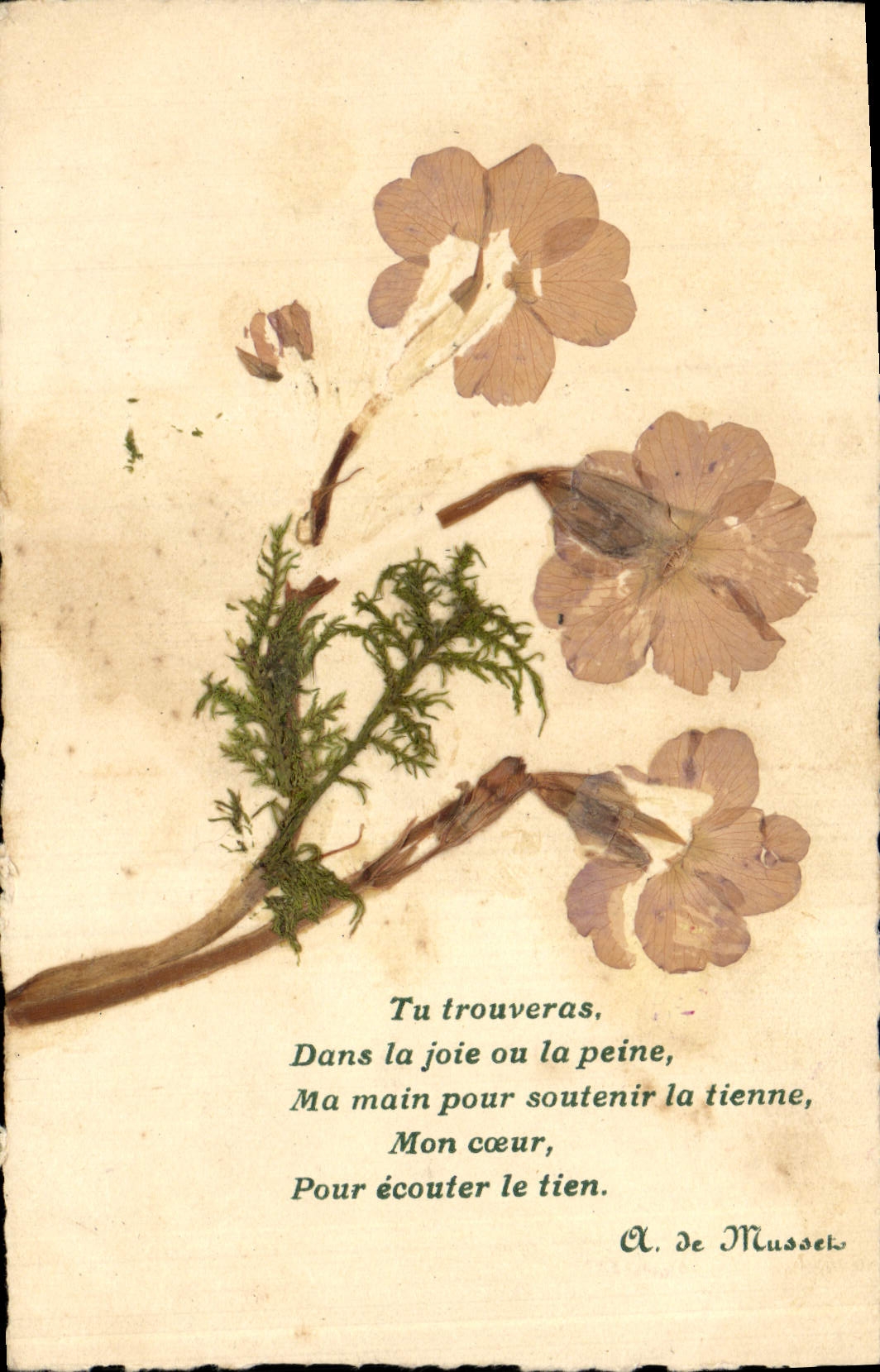 CPA Fantaisie Fleurs sechees