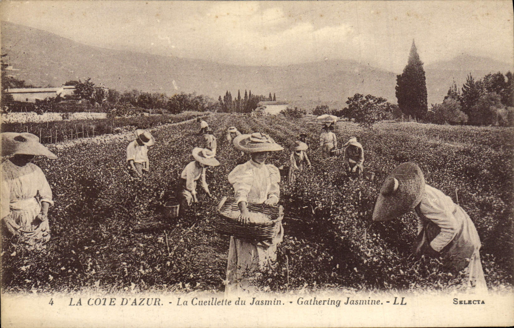 La Côte d'Azur — La Cueillette du Jasmin — Selecta