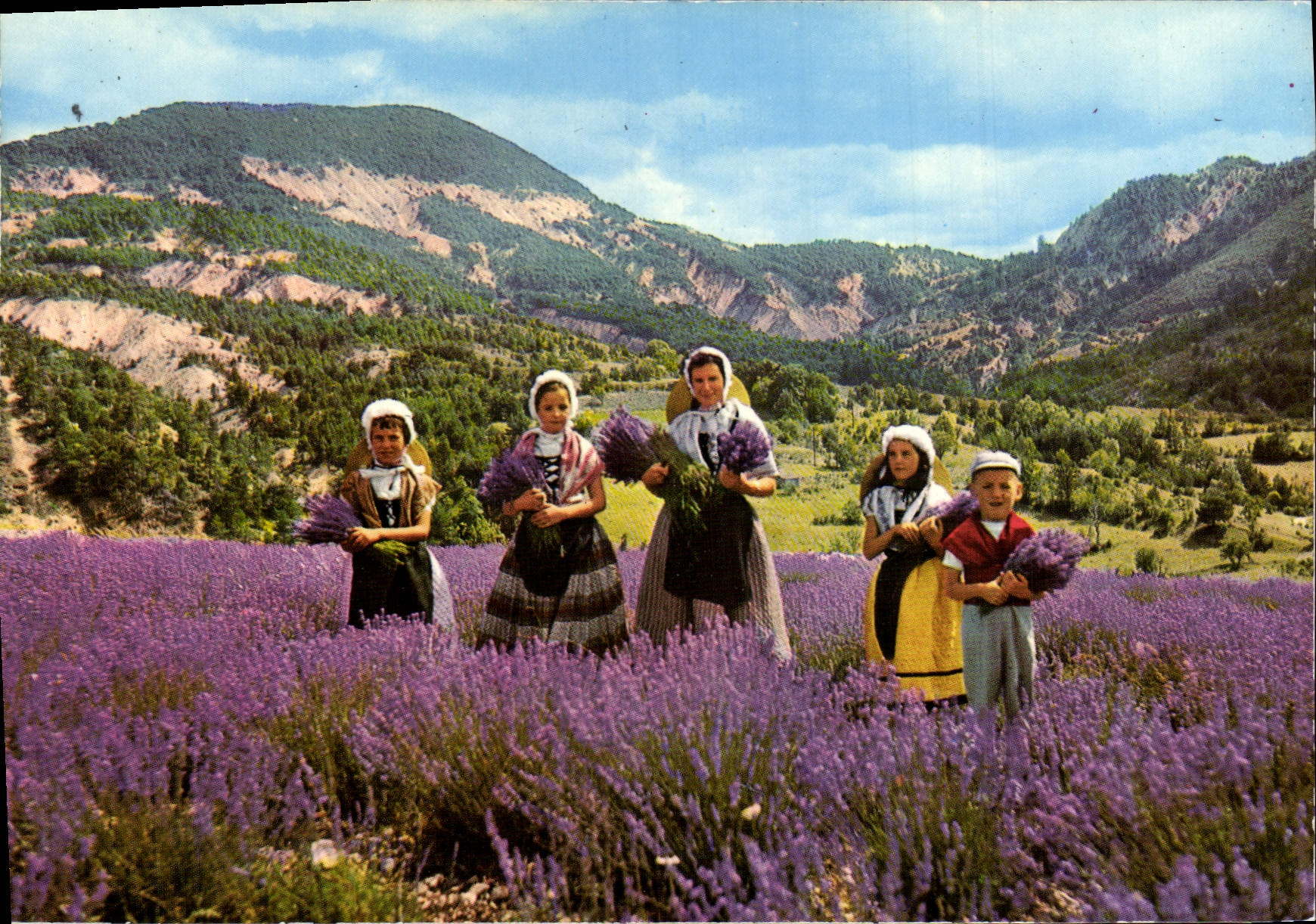 CPM Province Cote Mediterraneenne La Cueillette De La Lavande