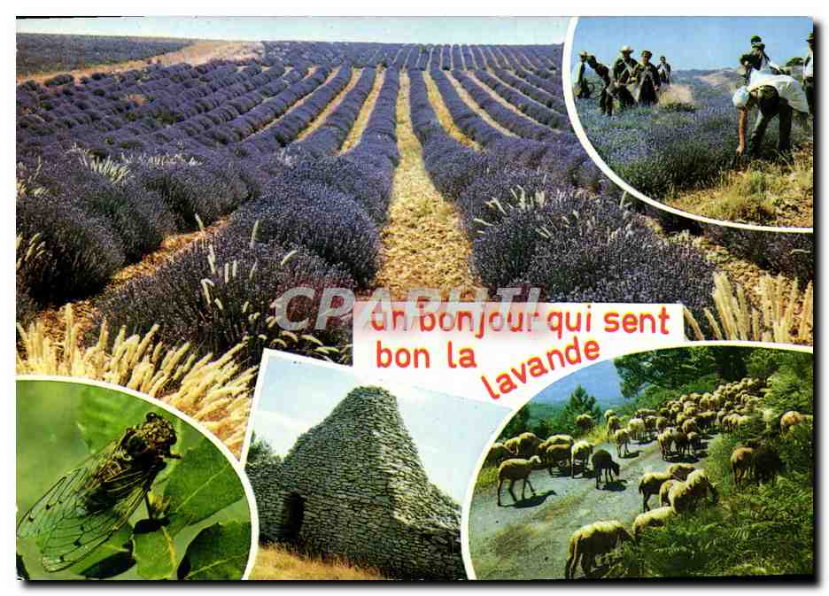 CPM	 An Bonjour Qui Sent Bon La Lavande