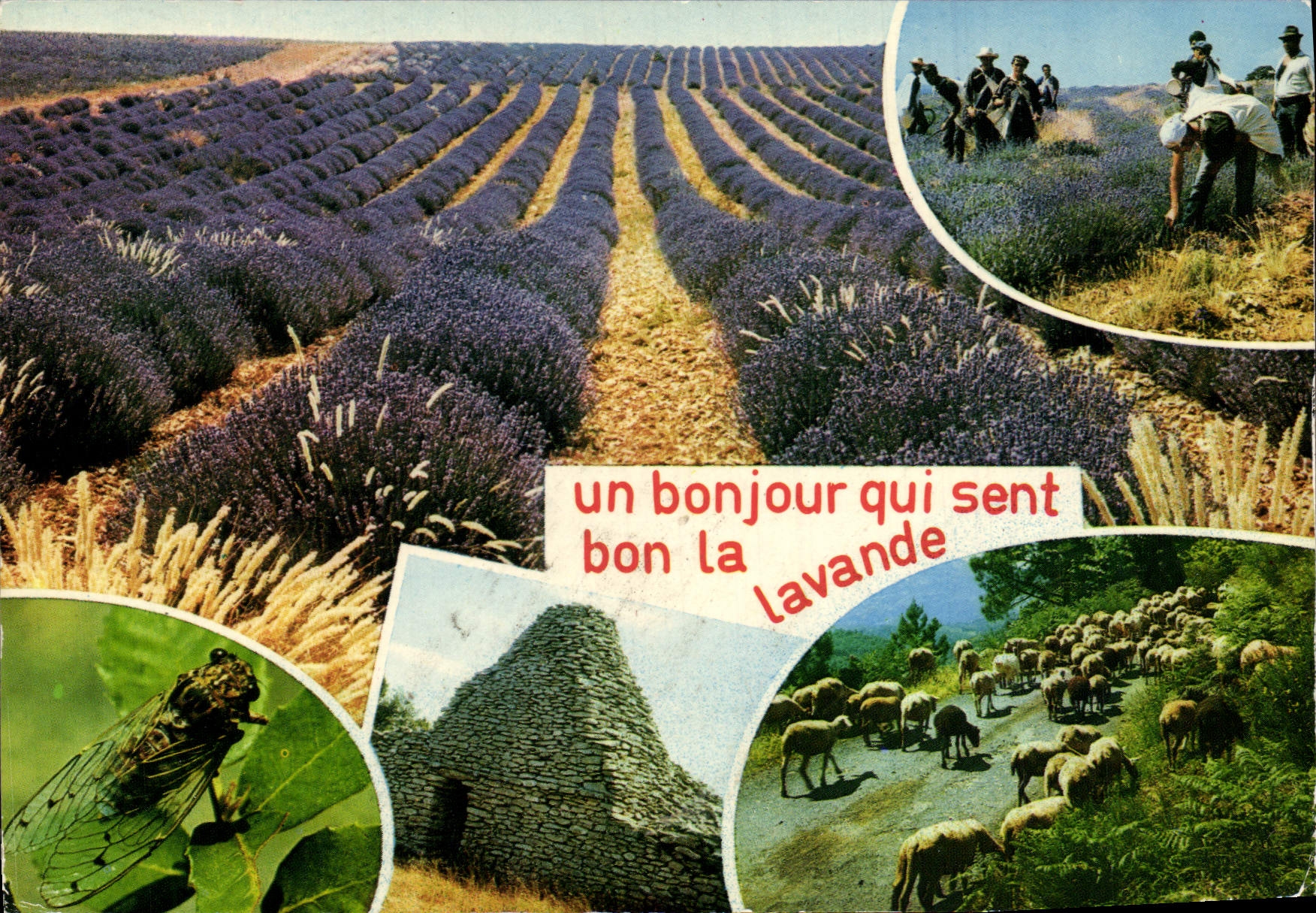CPM Un Bonjour Qui Sent Bon La Lavande