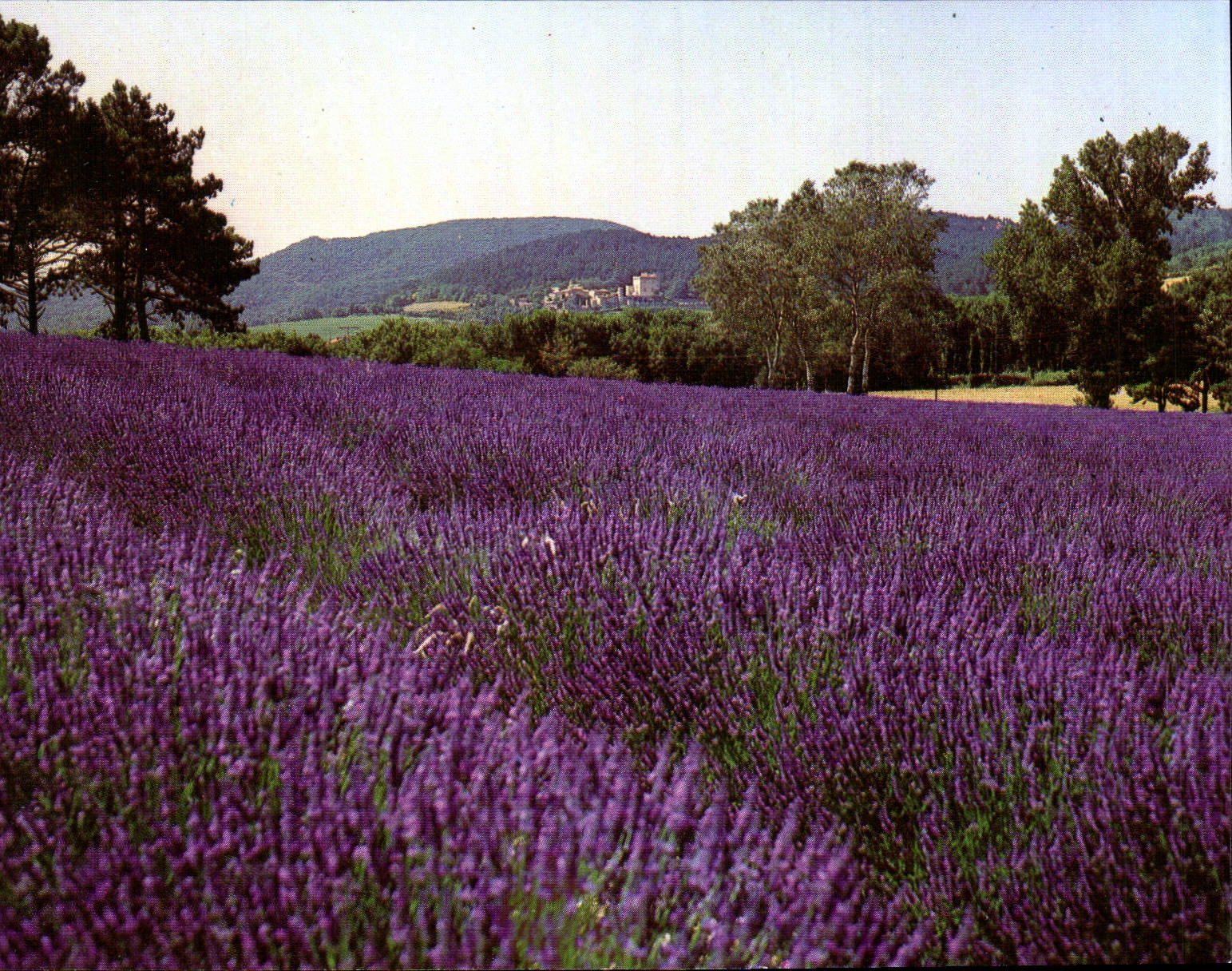 CPM Champ De Lavande En Provence