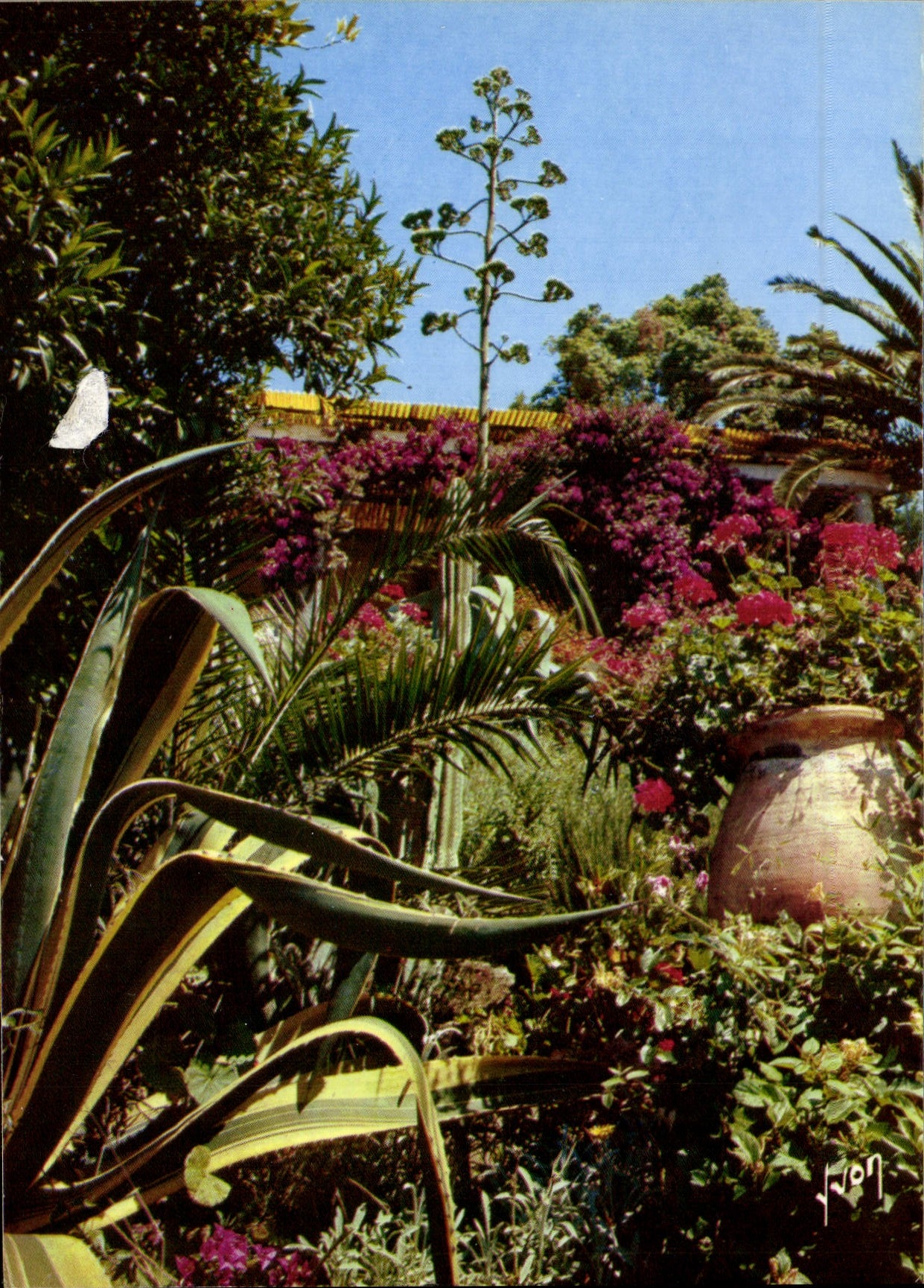CPM Couleurs Et Lumiere De France La Cote d'Azur Miracle De La Nature Jardin Provencal