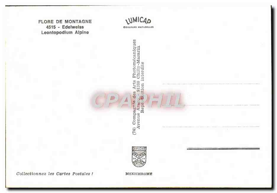 CPM Flore De Montagne Edelweiss Leontopodium Alpine — Verso