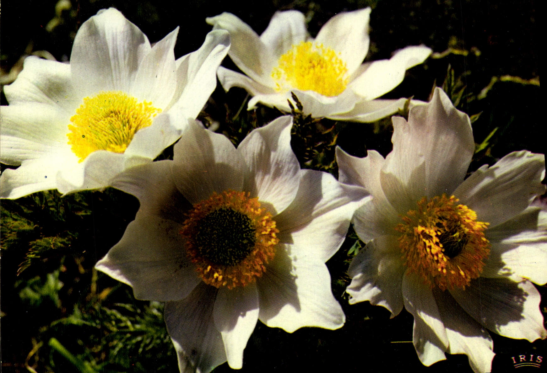 CPM Flore De Montagne Anemones Blanches Anemona Alpina