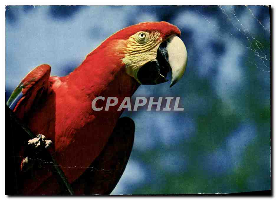 CPM Parc Zoologique Et Menageries Ara Chloroptere Amerique Centrale Perroquet Perruche 