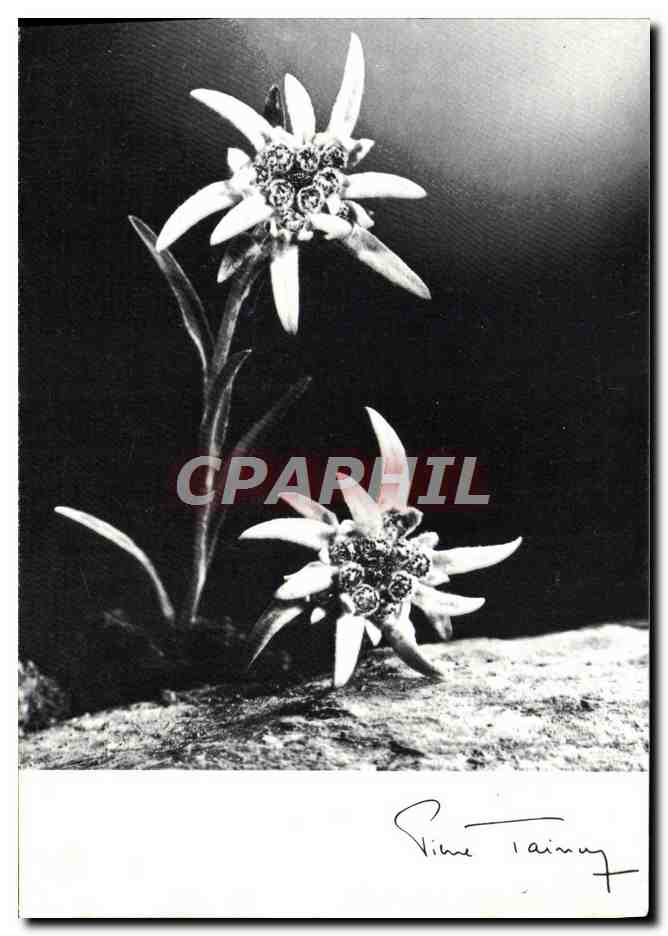 CPM Edelweiss