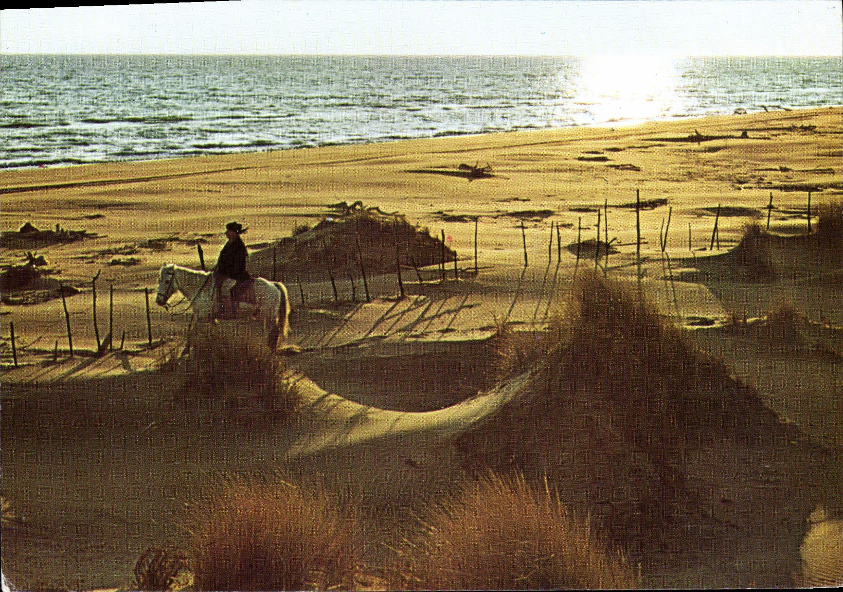 CPM Contre Jour Et Cavalier Dans Les Dunes Cheval