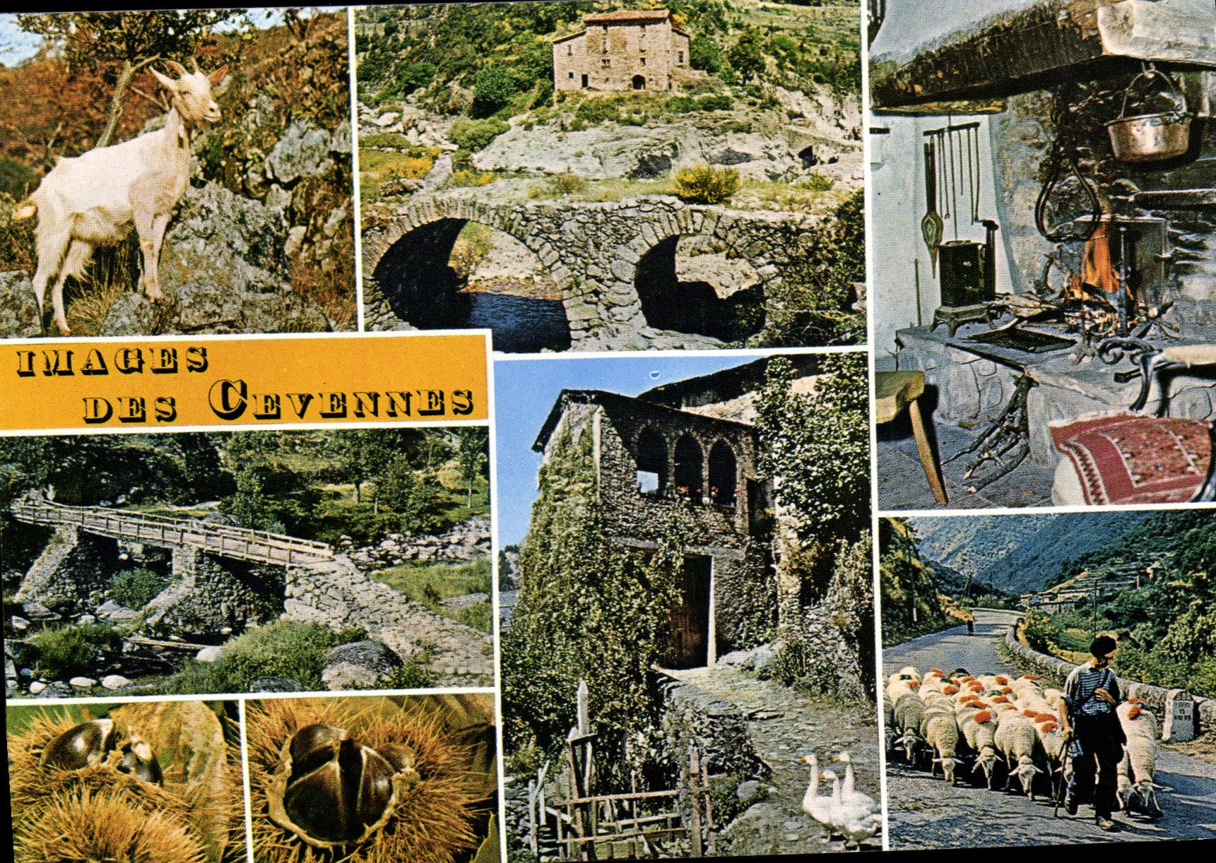CPM Les Cevennes Touristiques Chevre Oie Moutons
