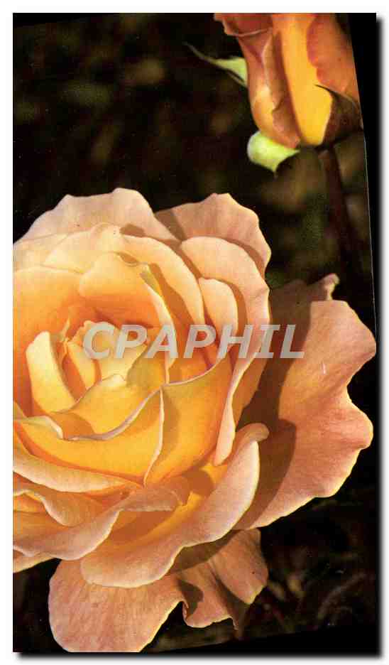 CPM Whisky Rose