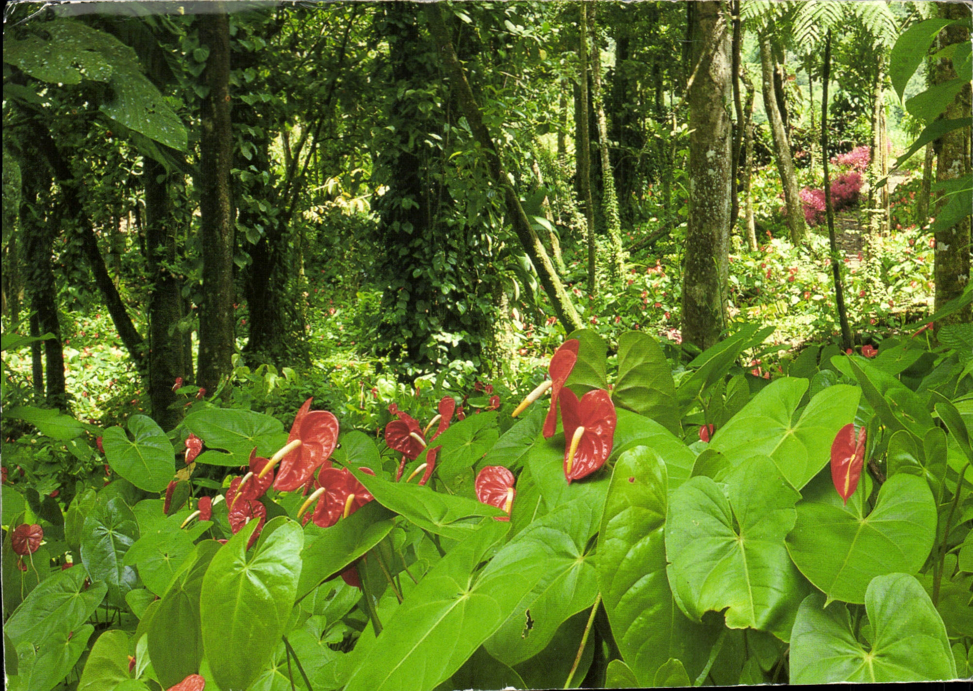 CPM Antilles Plantation de Mac Intosh Martinique