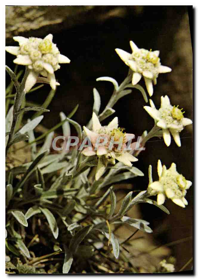 CPM Leontopodium Alpinum Cass Edelweiss Fleurs