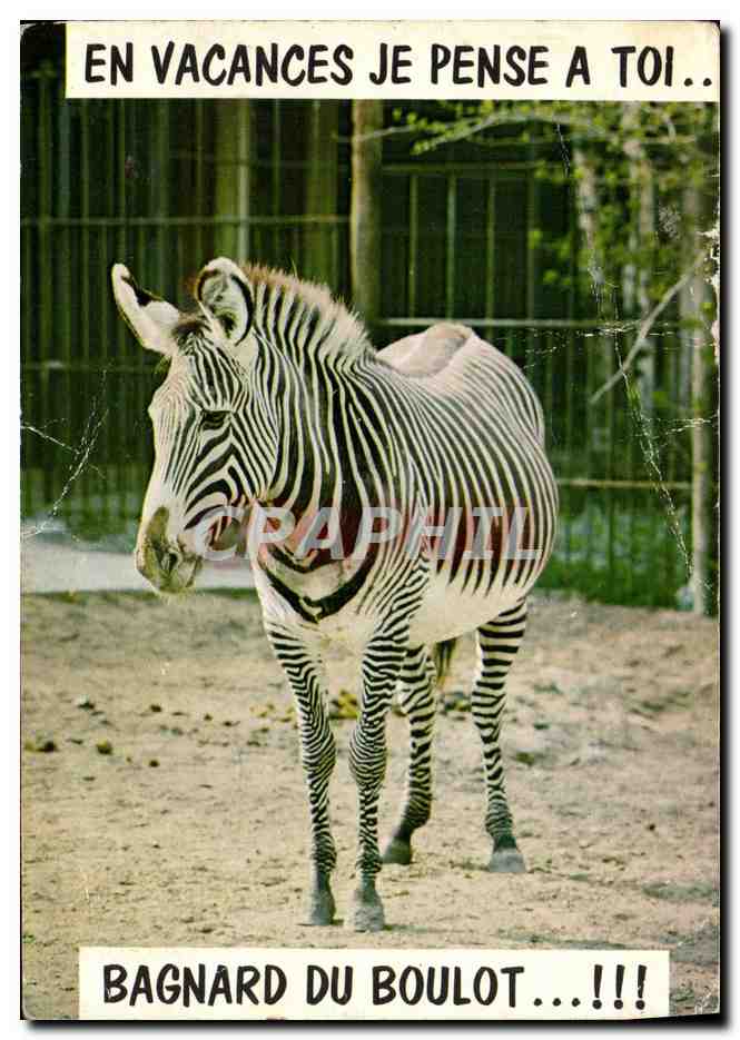 Zebra — Urlaubsscherz — Les Éditions du Gabier