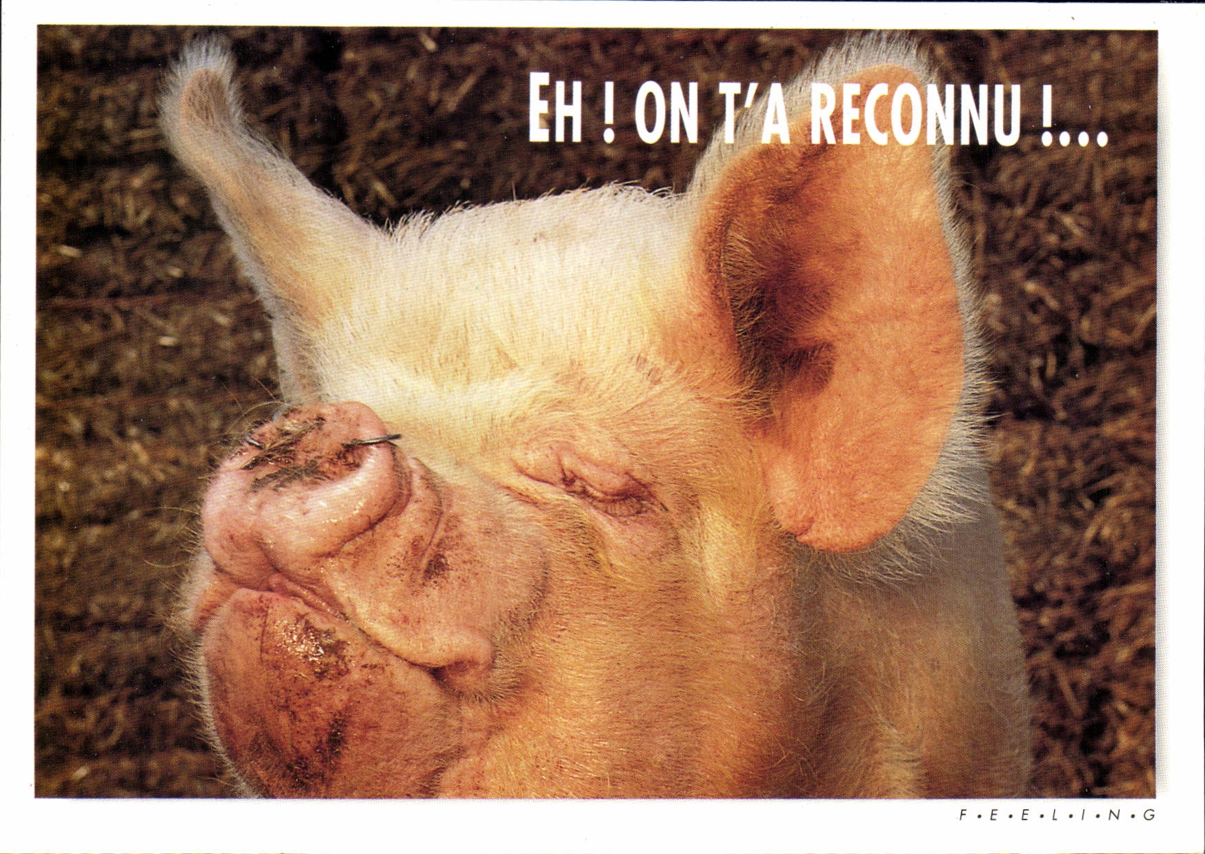 CPM Eh On T'a Reconnu Cochon Porc