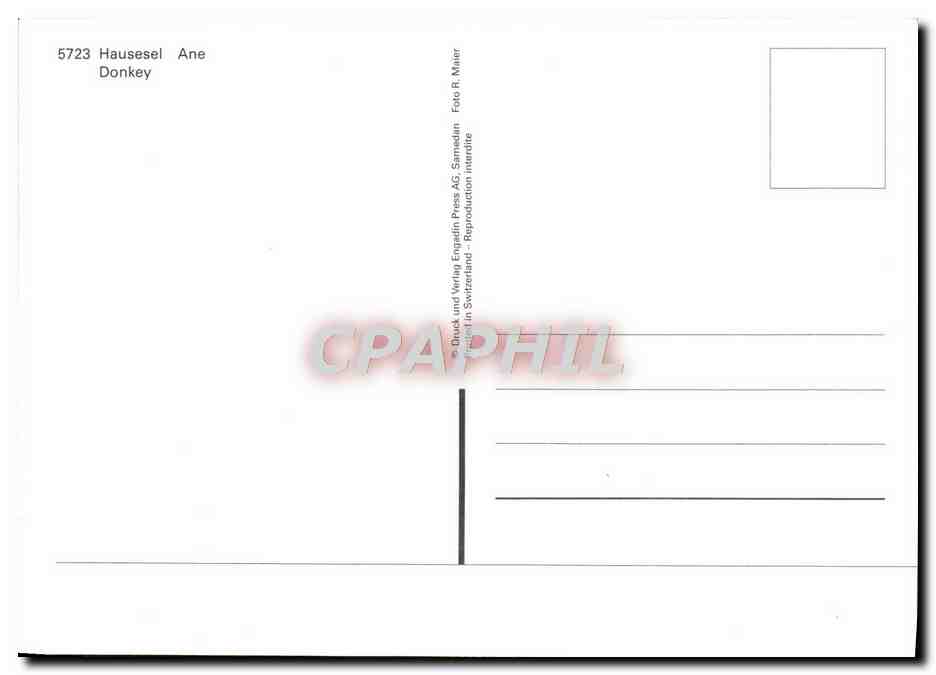 Donkey — Ane — CPAPHIL 5723 — Reverso