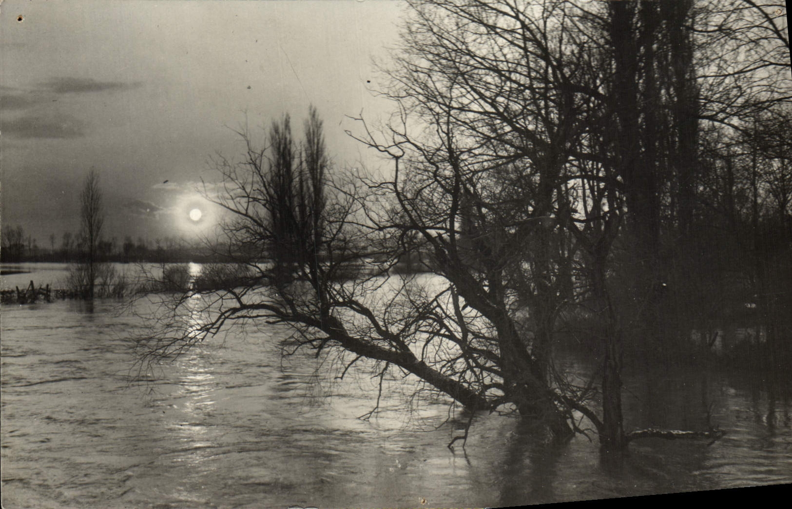 CARTE PHOTO Arbres dans l'eau