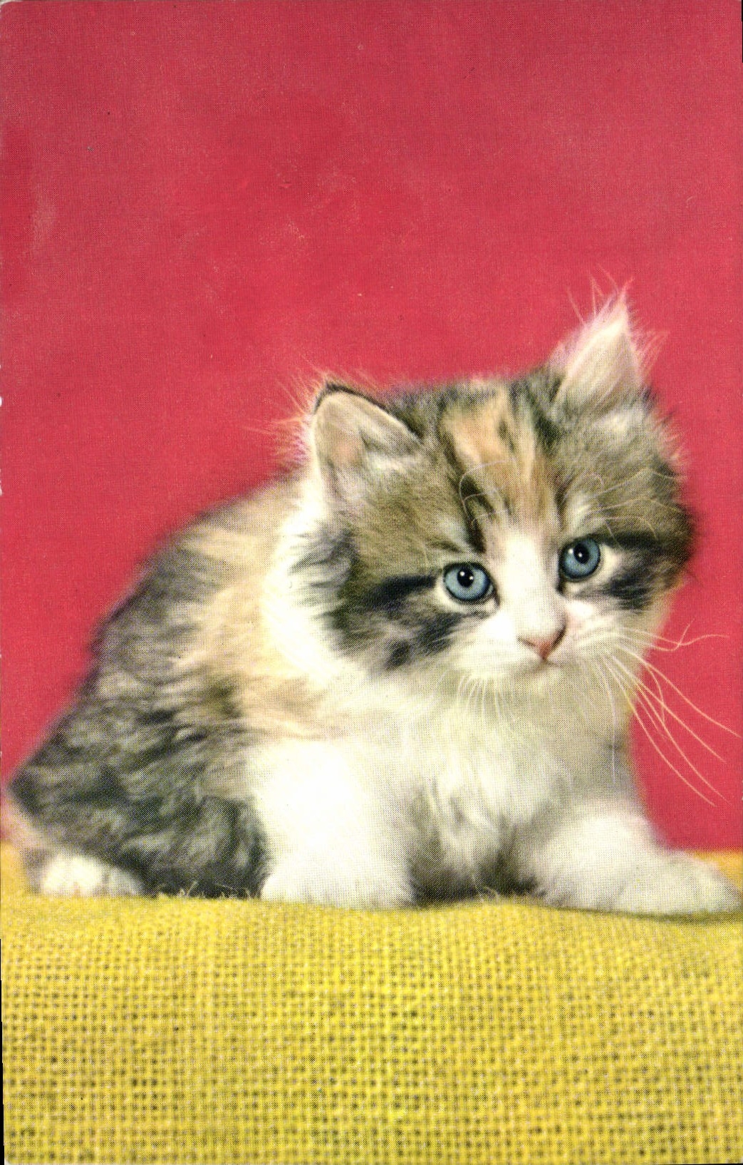CPM Chat Chaton