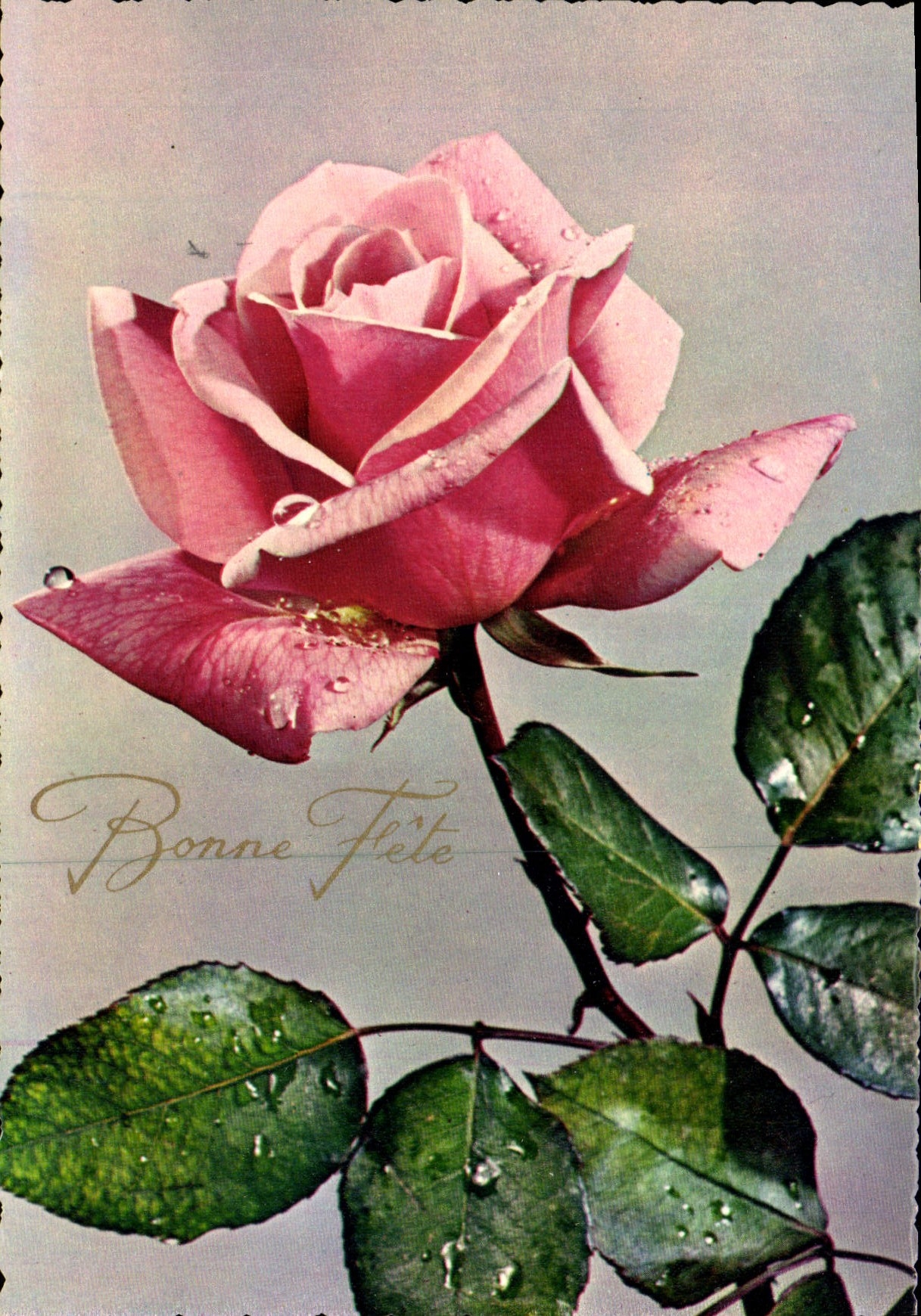 CPM Bonne Fete Fleurs Rose