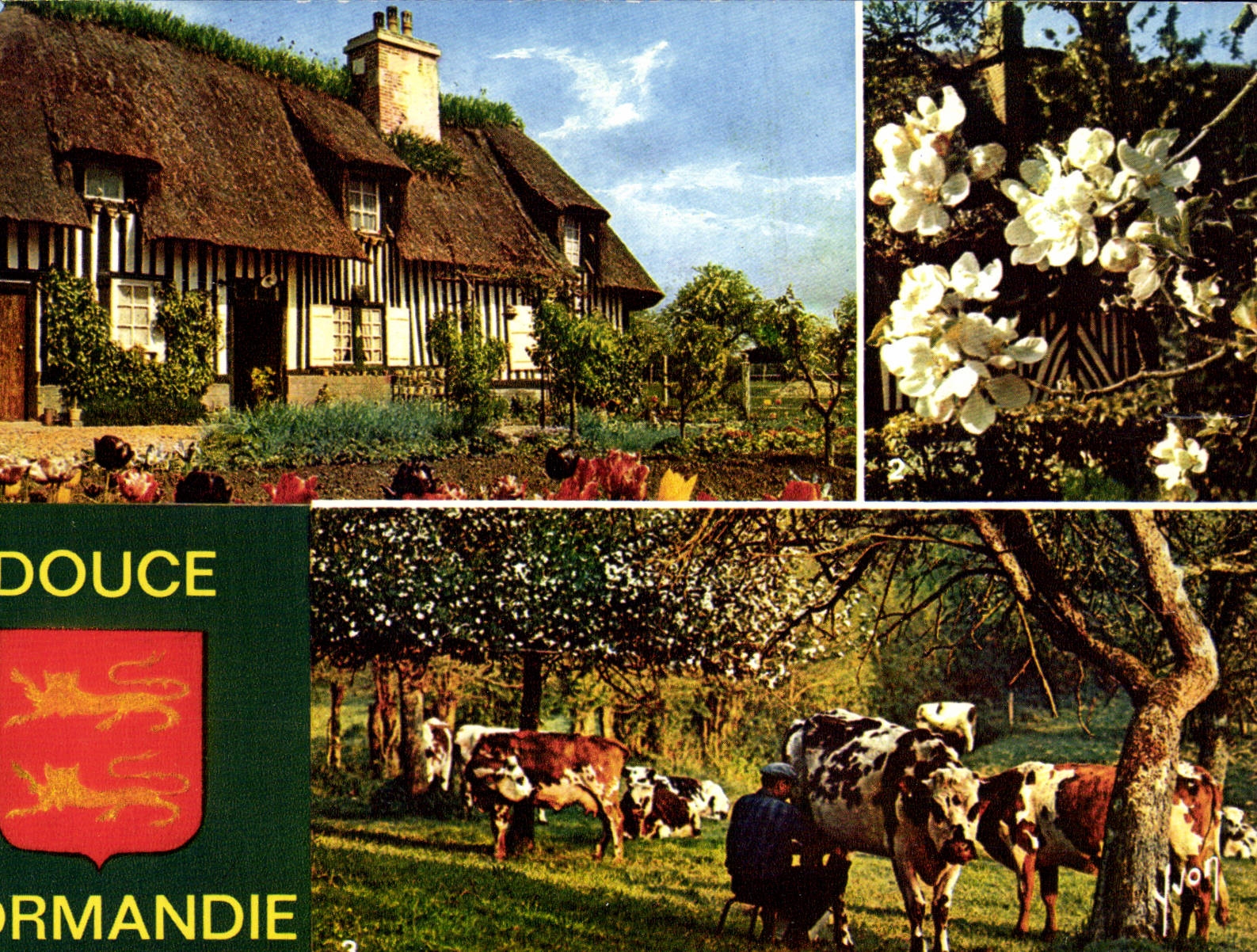 CPM Couleurs Et Lumiere De France La Douce Normandie Vache Folklore 
