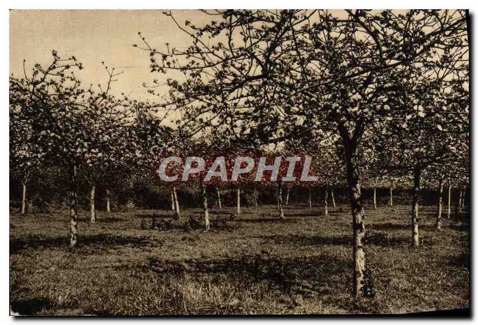 CPA La Normandie Pittoresque Pommiers En Fleurs 