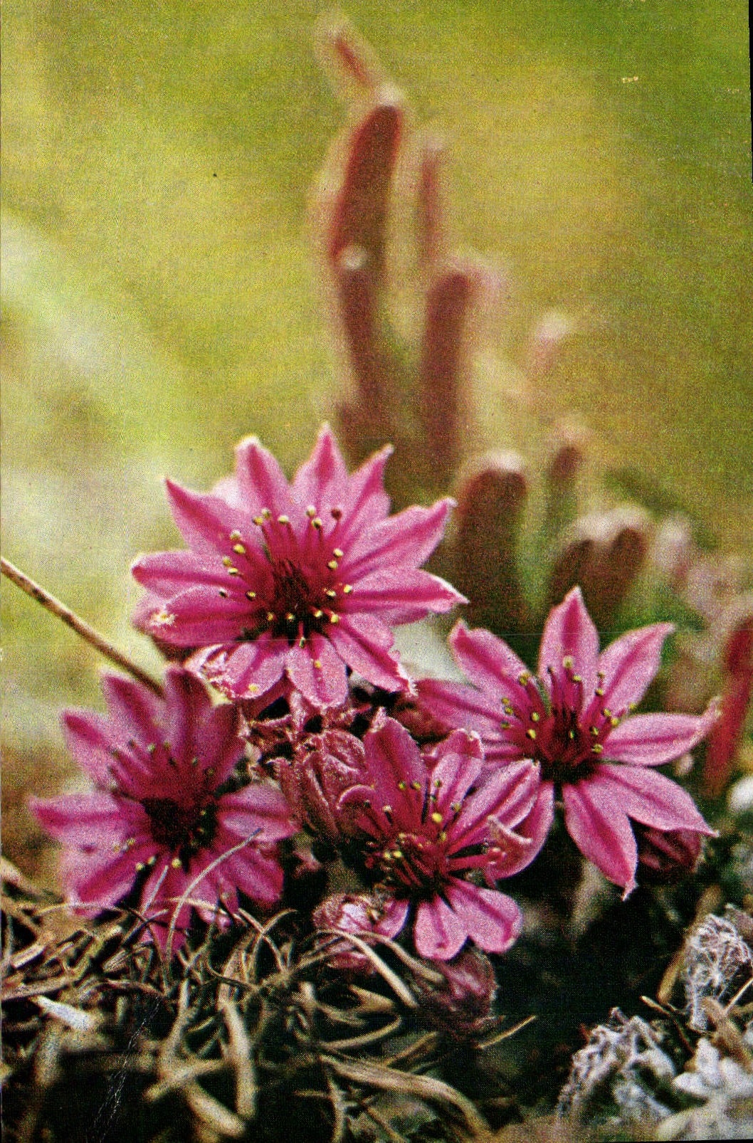 CPM Fleurs des alpes 