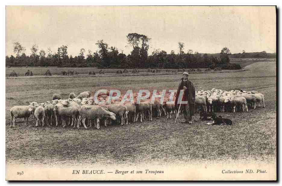 CPA En Beauce Berger et Son Troupeau Chien