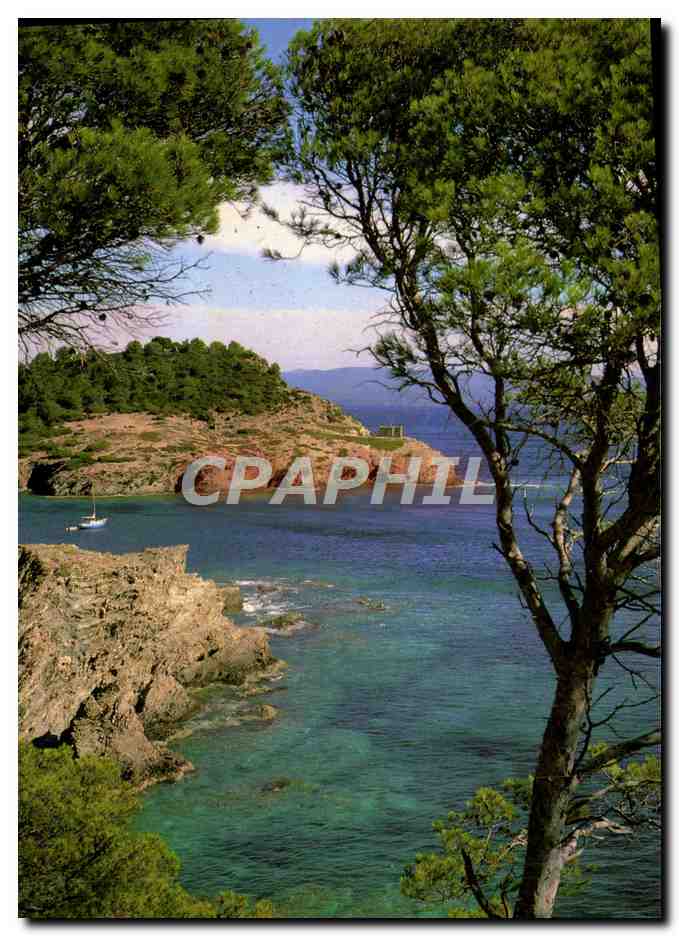 CPM La Cote d'Azur Calanque Dans Les Pins