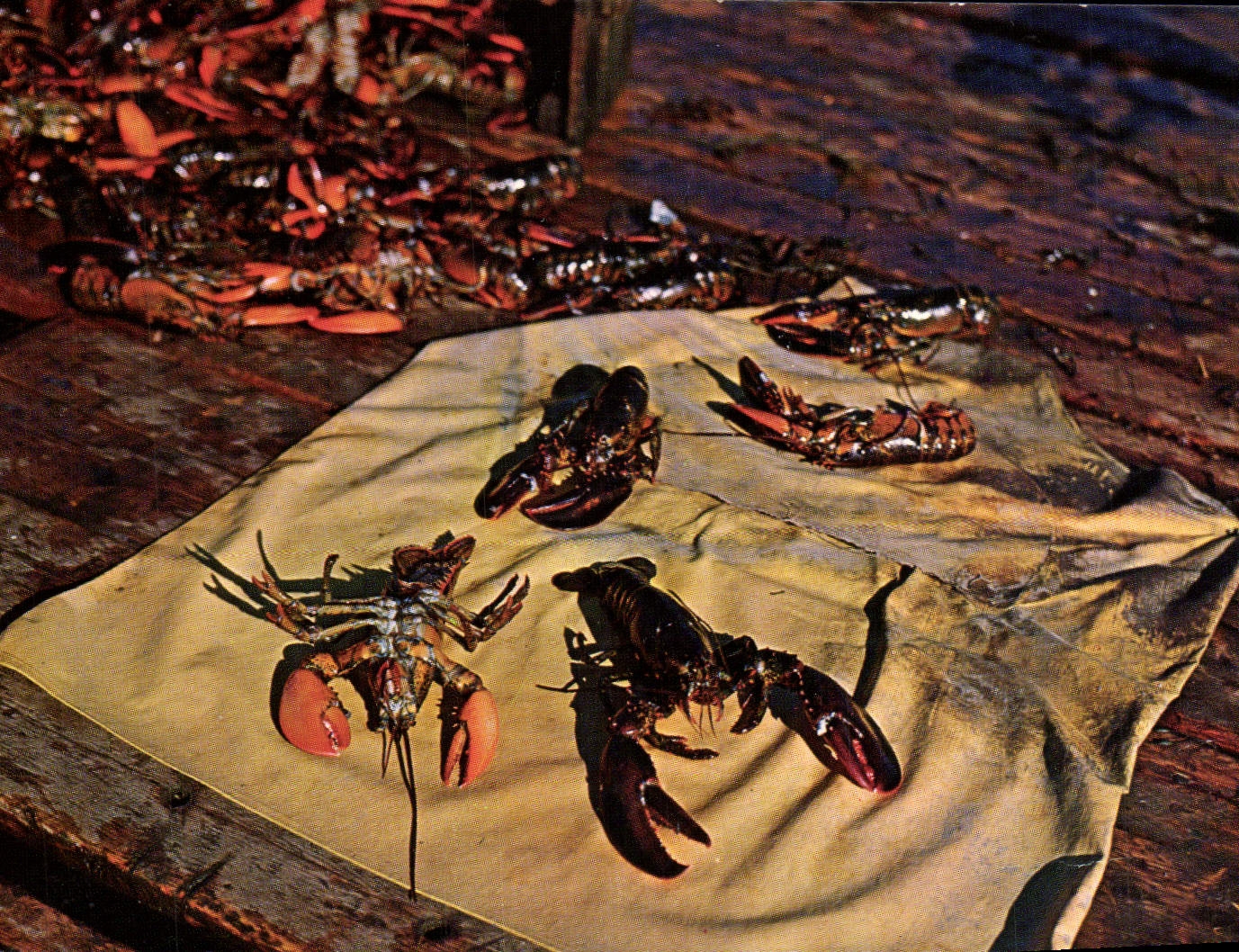 Lobsters fraîchement pêchés — Maine, États-Unis — Owen Art Color, série S-34088-5
