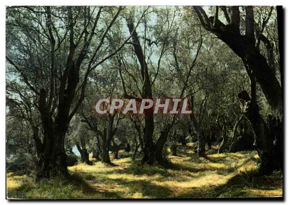 CPM Champs D'Oliviers Arbre Olive olivier