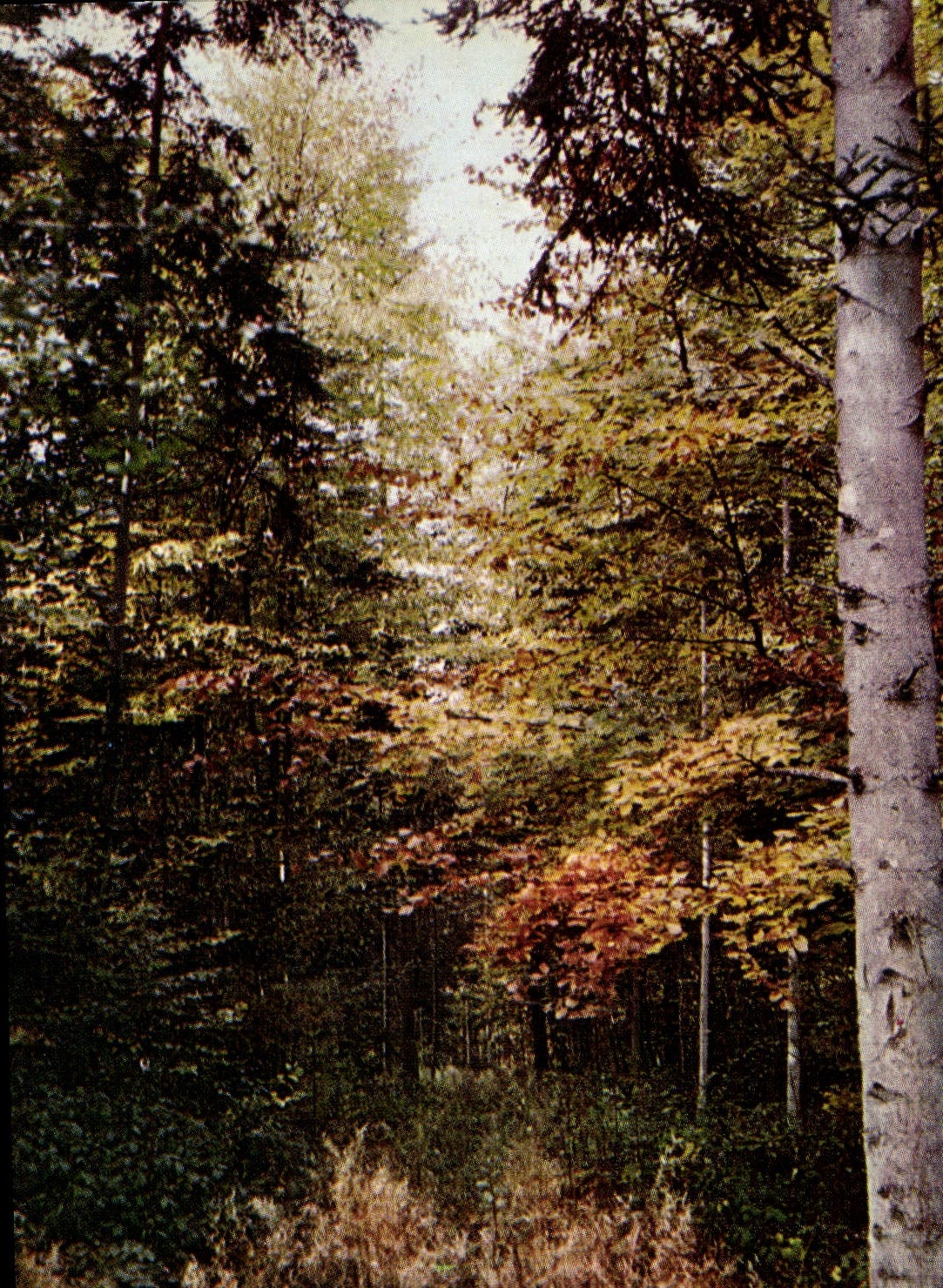 CPM La Normandie Pittoresque Sous bois a l'automne 