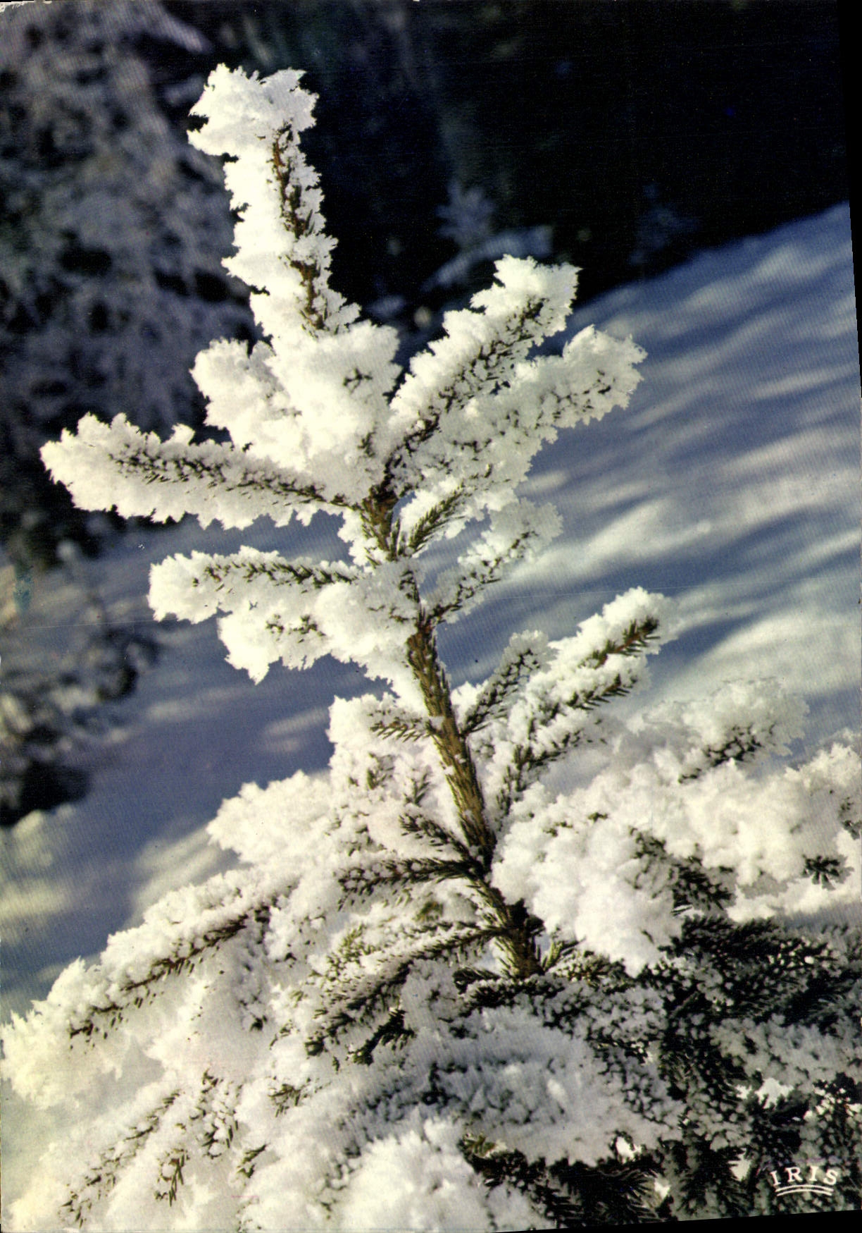 CPM L'arbre de Neige