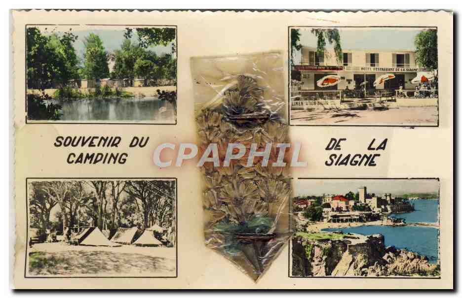 CPM Souvenir du camping de la Siagne Fleurs sechees
