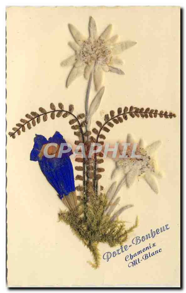 CPA Fantaisie Fleurs sechees Chamonix Mont Blanc