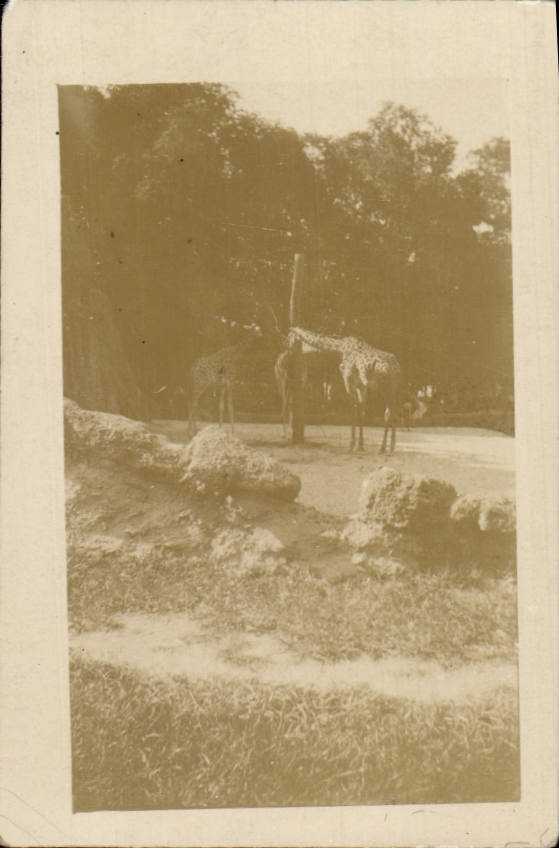 Photo Paris Exposition coloniale 1931 Giraffe Vincennes