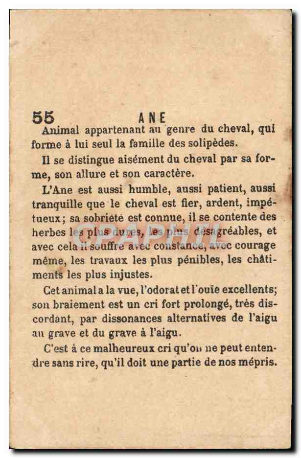 Chromo Ane Mule — Verso