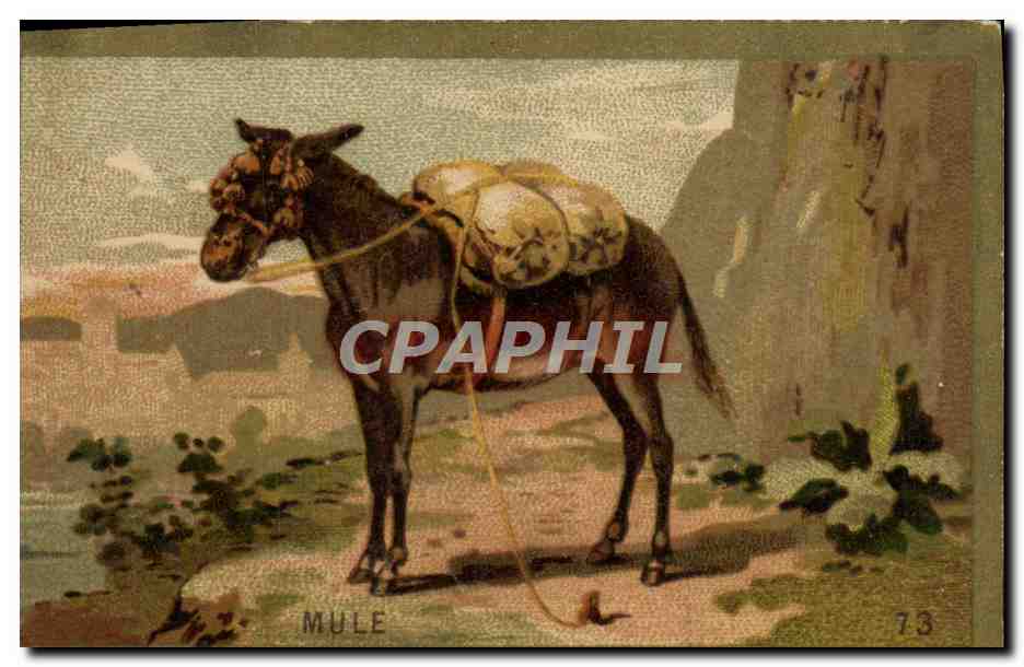Chromo Mule Ane