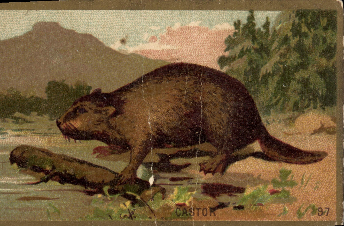 Chromo Castor