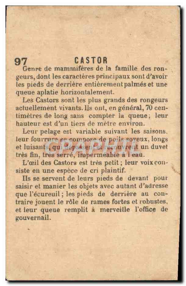 Chromo Castor — Verso