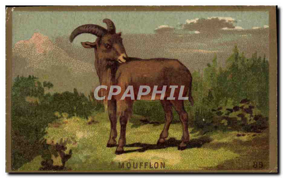 Chromo Mouflon