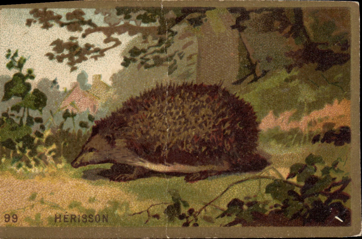 Hérisson — carte postale animale n°99 — Hérisson