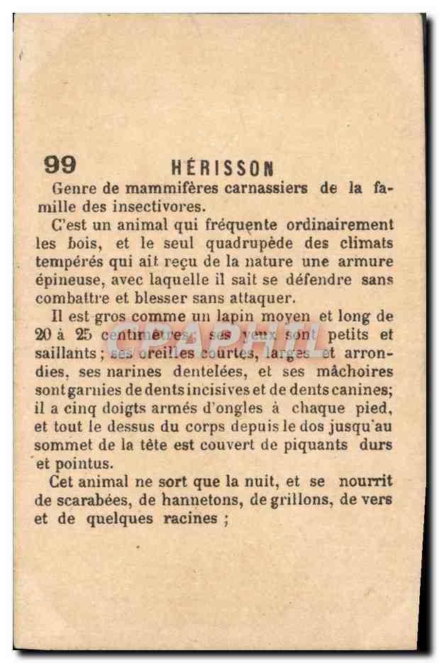 Hérisson — carte postale animale n°99 — Hérisson — Rückseite