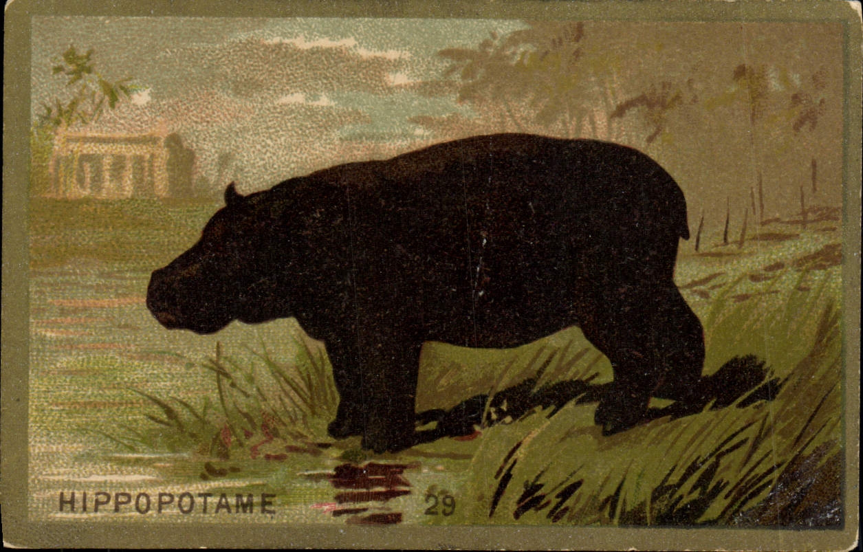 Chromo Hippopotame