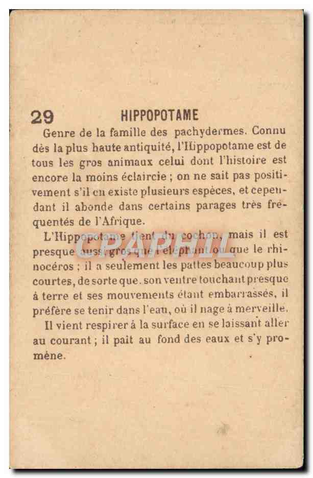 Chromo Hippopotame — Verso
