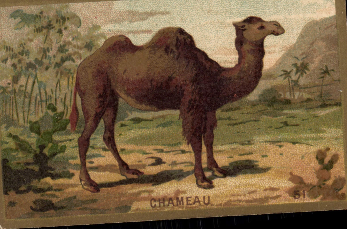 Chromo Chameau